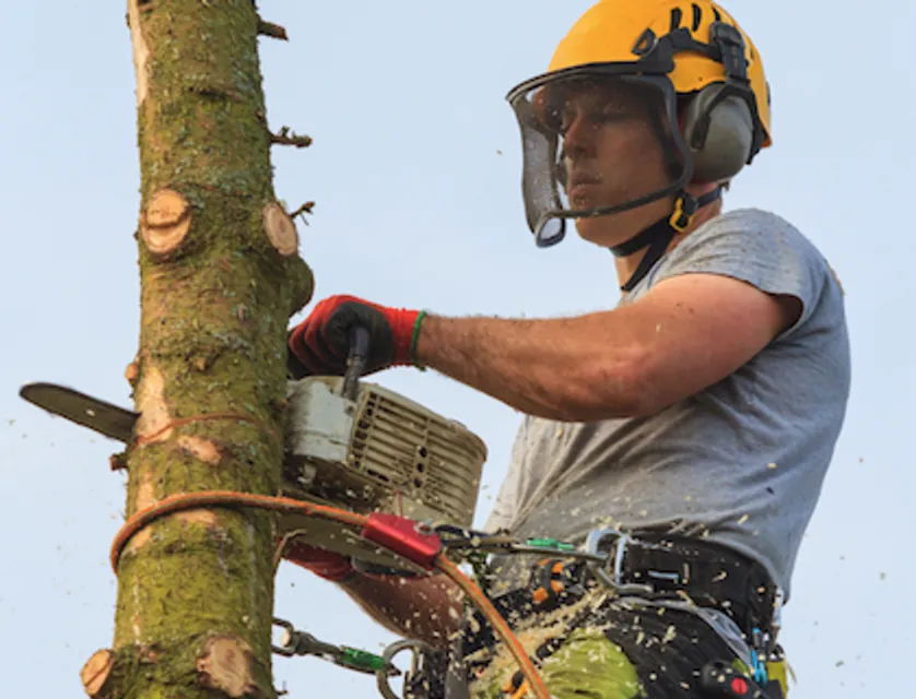 Tree Surgery