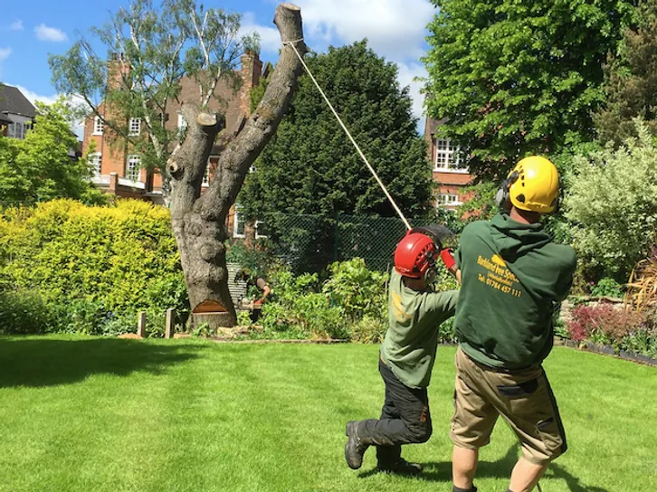 The Green Outdoors team carrying out a crown reduction in a Surrey garden